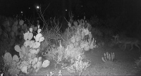TCPCAM4-01