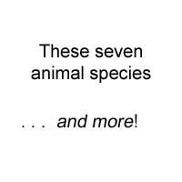 Seven Animal Species . . . and More!