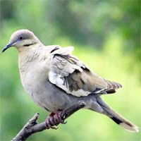 White-winged_dove